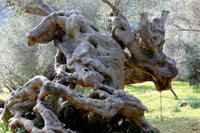 ES CAMELL - Olive trees and groves - Olive oil tourism - Balearic Islands - Agrifoodstuffs, designations of origin and Balearic gastronomy